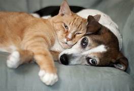 Tillbehör för hund och katt